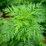 artemisia-annua-foto-afp