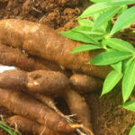 LUE-et-le-PAM-renforcent-la-filiere-du-manioc-au-Congo