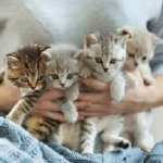chats