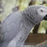ils-insultaient-les-visiteurs-cinq-perroquets-retires-du-circuit-de-visite-d-un-zoo